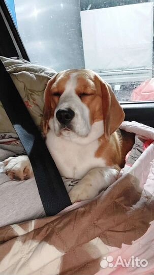 Щенки бигль