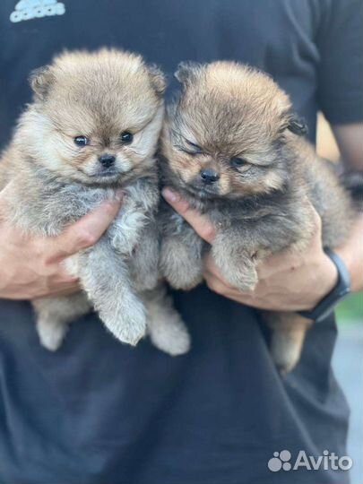 Щенки шпица