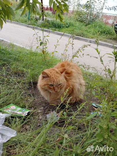 Рыжему холодно на улице