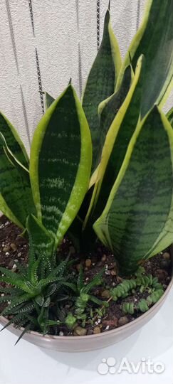 Садики из сансы и суккулентов