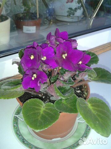 Фиалка кустик, листик фиолетовая, розовая, бордо м