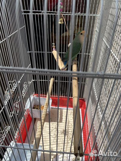 Попугай неразлучники