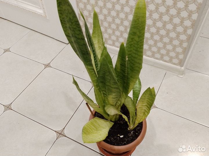 Сансевиерия