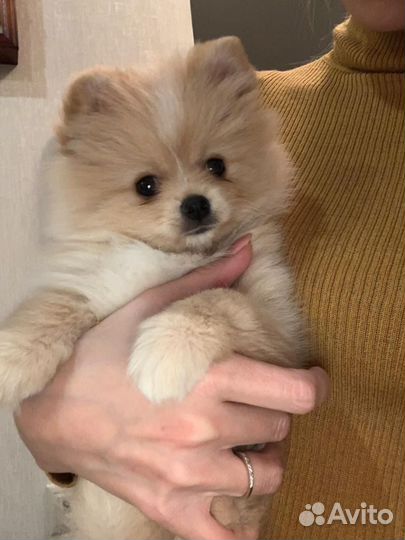 Померанский шпиц мини