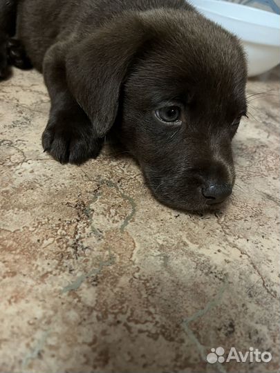 Продам щенка Лабрадора