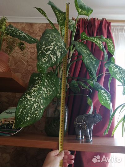 Диффенбахия