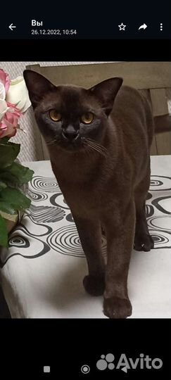 Вязка бурманский кот