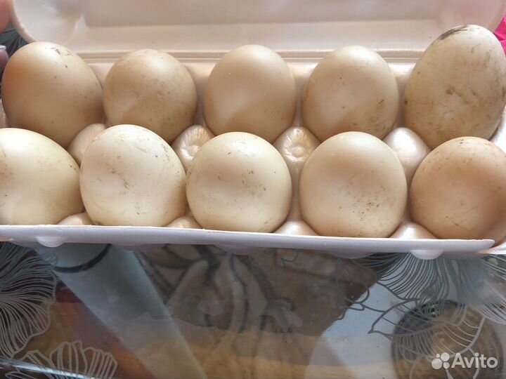 Утиные яйца