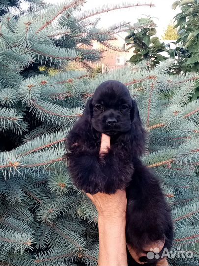 Очаровательная девочка американского кокер спаниел