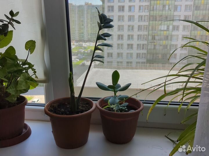 Толстянка и долларовое дерево