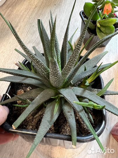 Комнатные растения цветы-суккуленты