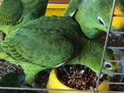 Крупные и соедние попугаи