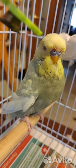 Попугай Волнистый выставочный