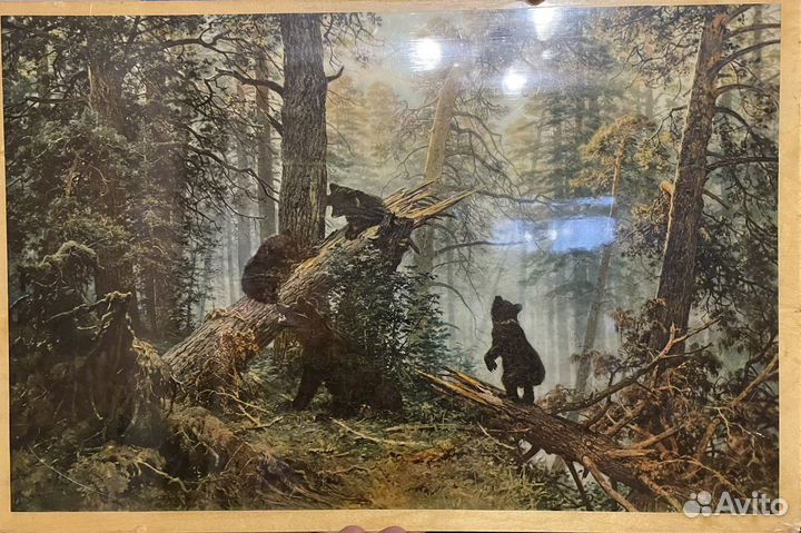 Утро в сосновом лесу