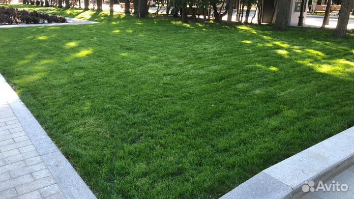 Рулонный газон «Дачный»