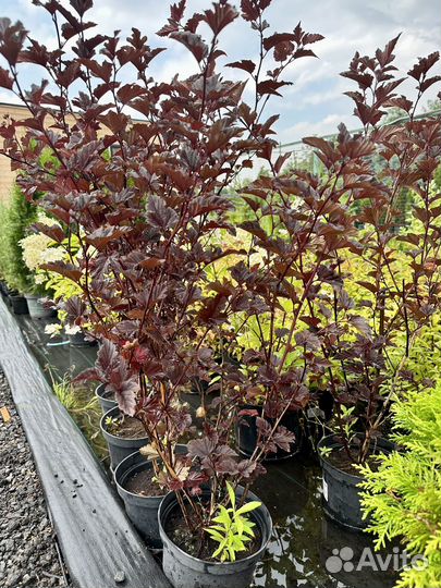 Пузыреплодник Ред Барон