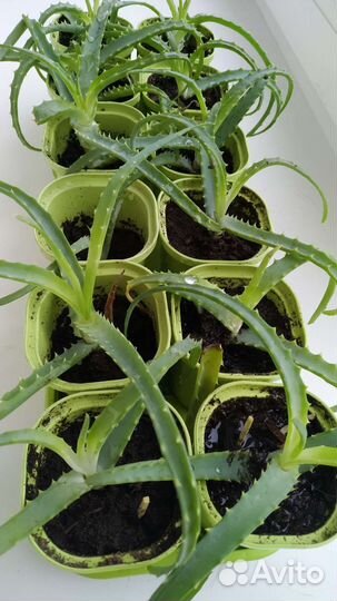 Алоэ столетник