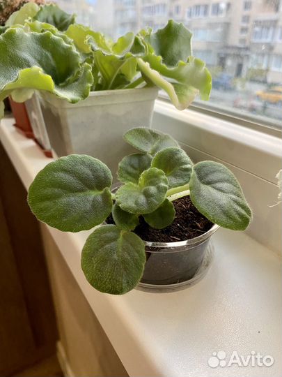 Продам цветы комнатные в горшках