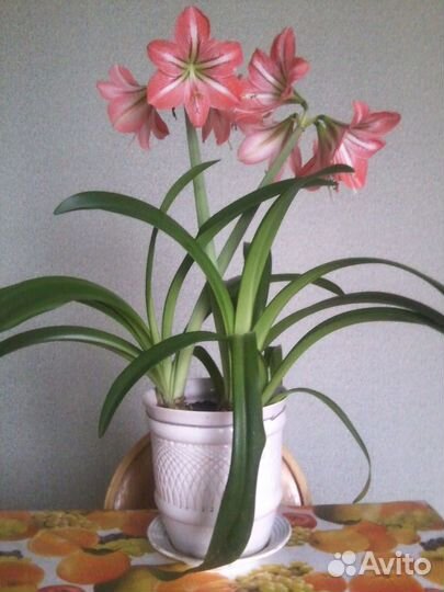 Гиппеаструм