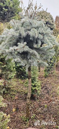 Ель на штамбе 2 m