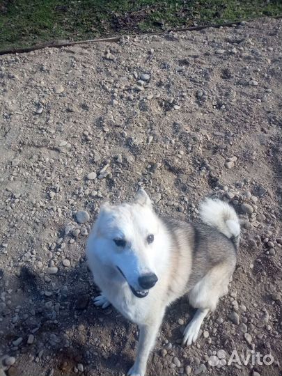 Лайка на случку