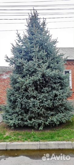 Ель голубая