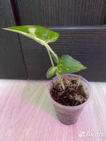 Замиокулькас Зензи, Замифолия. Нолина