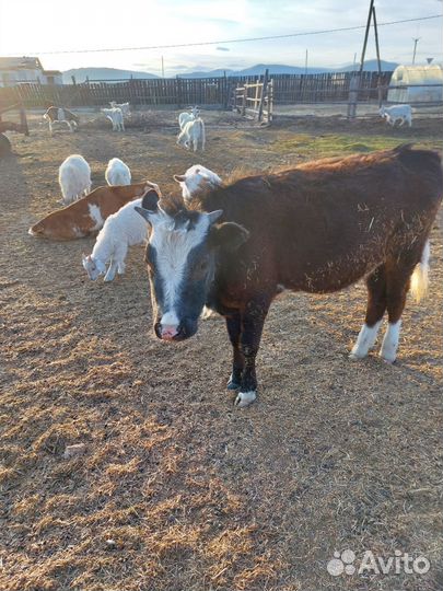 Телята бычки и телки