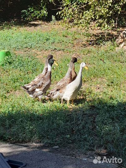 Утки индийский бегунок