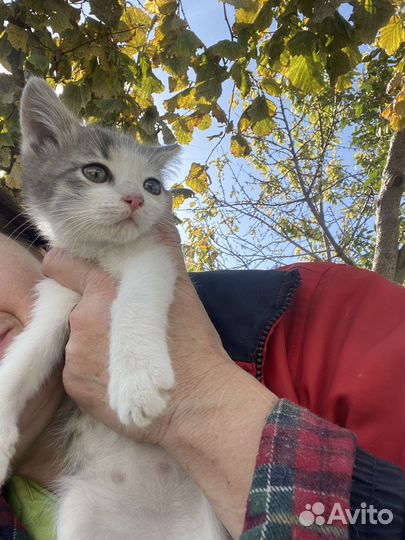 Котеночек мальчик