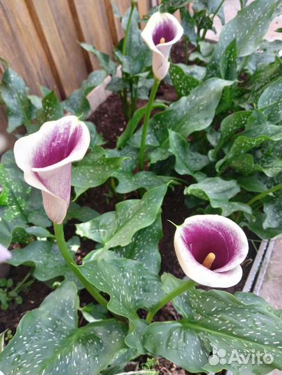 Калла садовая