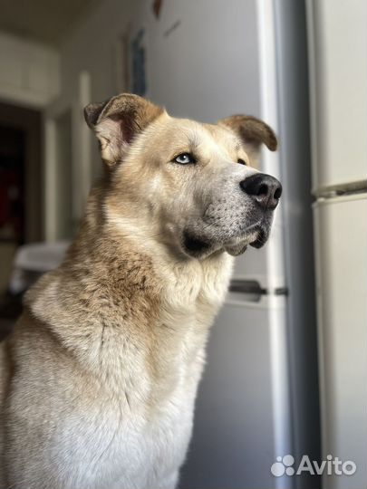 Передержка животных кошек и собак