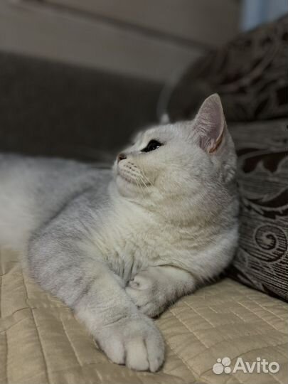 Серебристая шиншилла