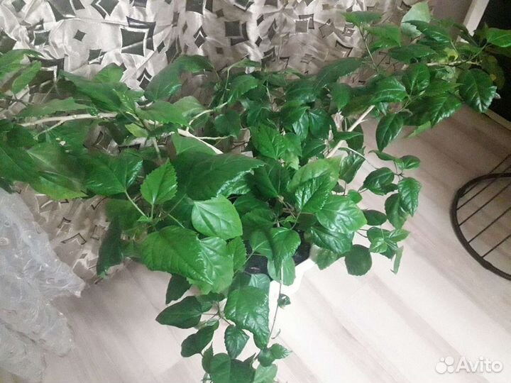 Гибискус-Китайская Роза