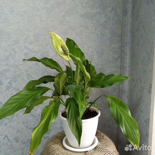 Спатифиллум