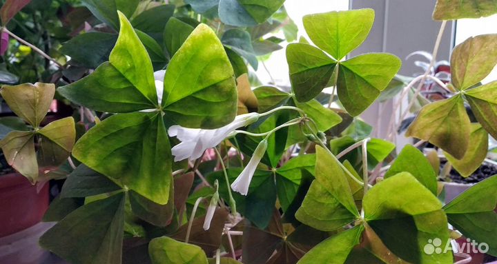 Оксалис, Сенполия, Амариллис