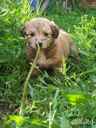8 щенков с доставкой