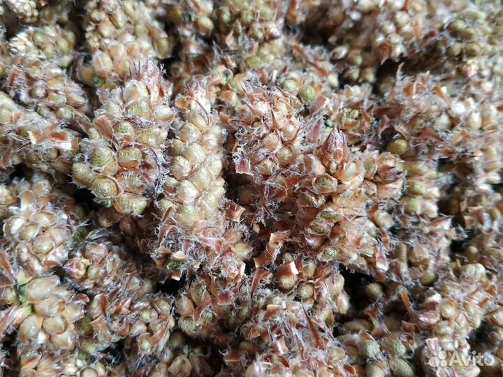 Сосновая пыльца