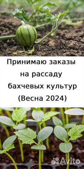Предзаказ на рассаду бахчевых культур