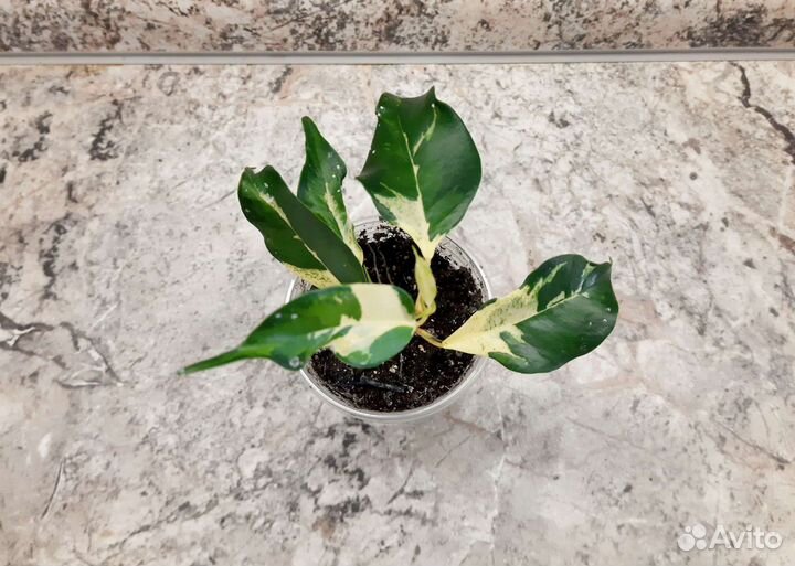 Фикус Керли