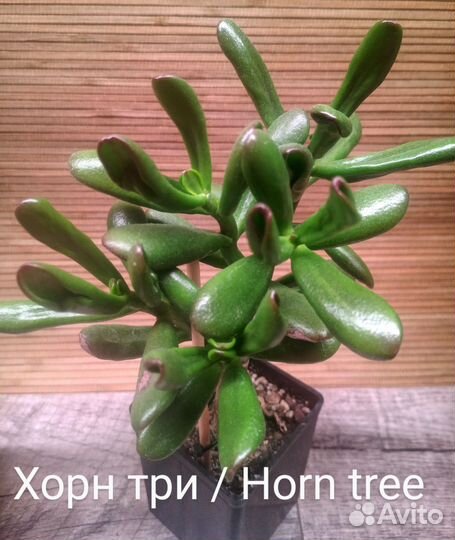 Крассула вариегатная/сортовая (2)