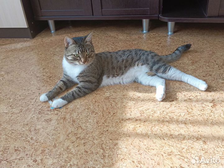 Отдам бесплатно кота