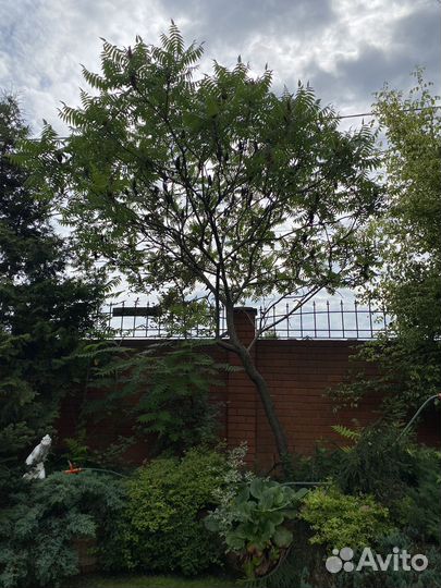 Саженцы сумах