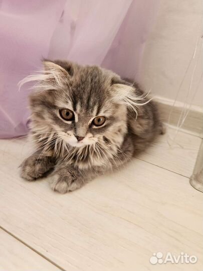 Кошка британка