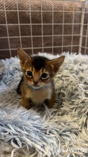 Абесинские котята
