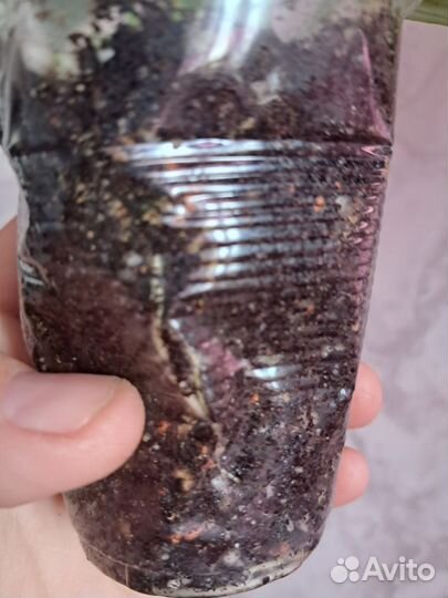 Спатифилум мун шадоу