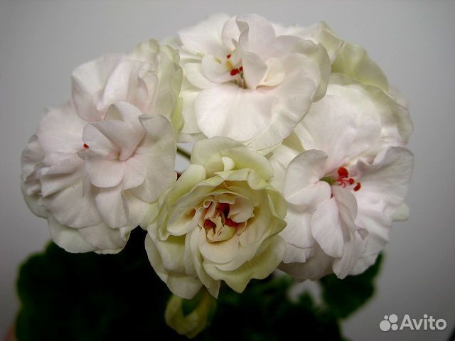 Сортовая пеларгония Pac Viva Madeleine