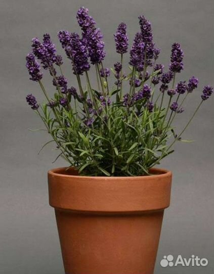 Лаванда Снежная,Бандера Дип Роуз и др.Семена