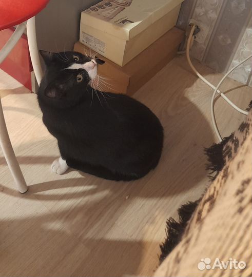 Котики бесплатно в добрые руки