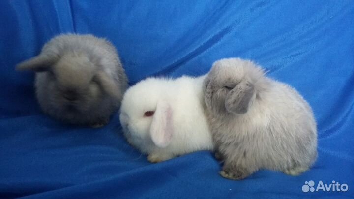 Породные крольчата из питомника